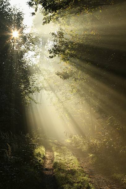 경로를 추절 임산 전광식 템즈 아침입니다 일요일 - growth tree spirituality tranquil scene 뉴스 사진 이미지