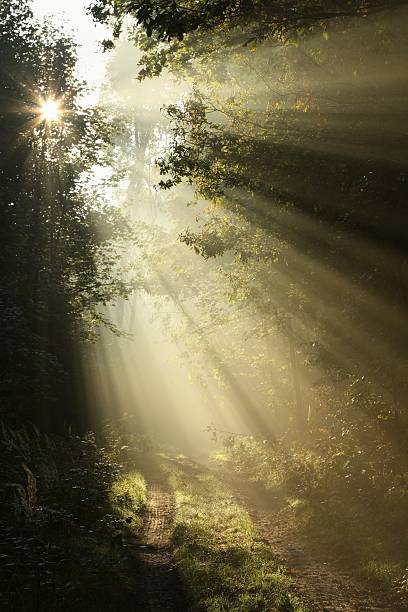 istock Path in autumn forest illuminated by the morning sun 153707048