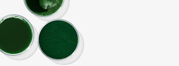 istock Rectangular banner with Petri dishes isolated. Spirulina in different forms. Can be pasted on your background 1537070627