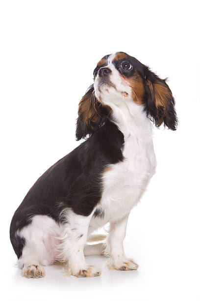 istock Cavalier King Charlies Spaniel puppy 153707178
