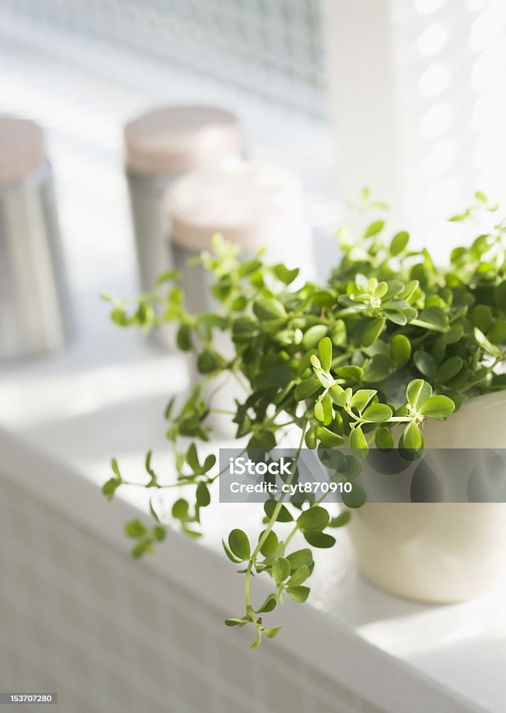 pot of herbs in a window Flower Pot Stock Photo