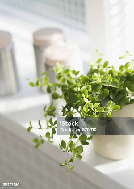 Pot Of Herbs In A Window Stock Photo - Download Image Now - Flower Pot, Freshness, Gardening