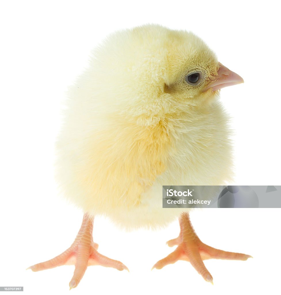 Singolo chick - Foto stock royalty-free di Ala di animale