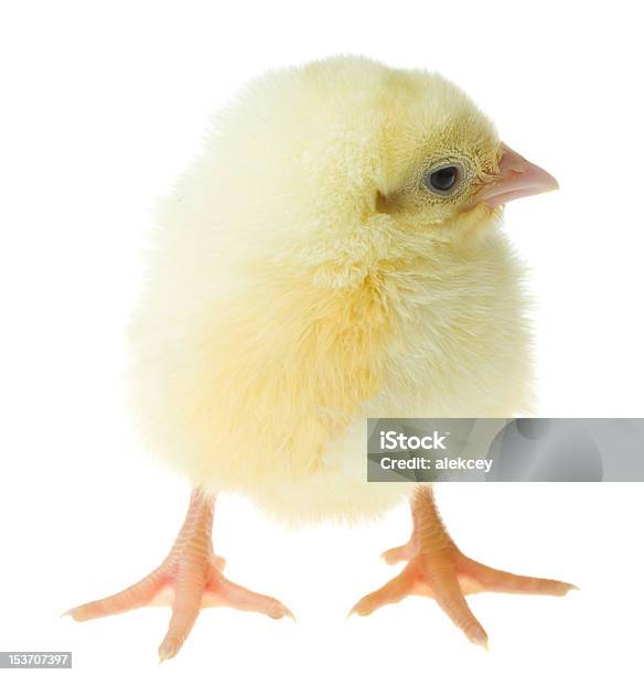 Singolo Chick - Fotografie stock e altre immagini di Ala di animale - Ala di animale, Animale, Animale appena nato