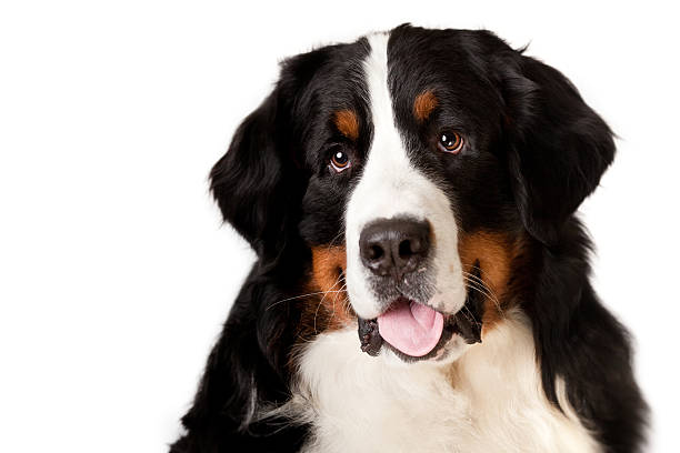 istock Bernese Mountain Dog Headshot Studio 153707463