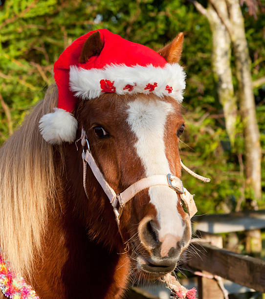 istock Pretty pony in Santa hat for Christmas 153707648