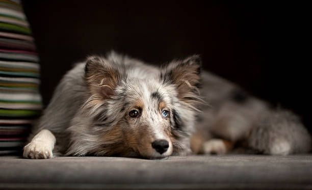 istock Australian Shepherd Dog Laying on the Couch 153707731