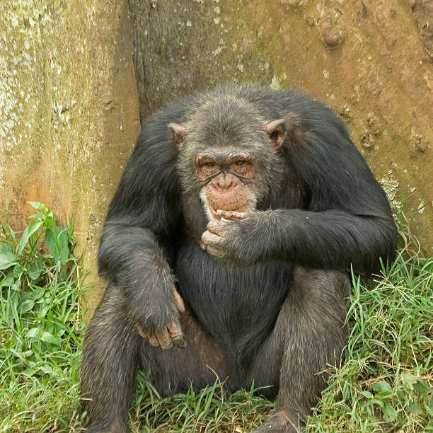 istock Adult female chimpanzee sit back to tree and eating. 153707910