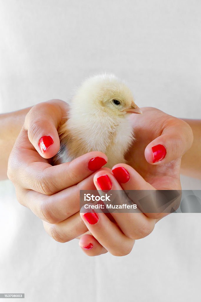 Recém-nascidos e chick em mãos. - Foto de stock de Amarelo royalty-free