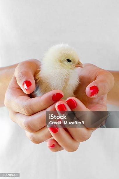 Foto de Recémnascidos E Chick Em Mãos e mais fotos de stock de Amarelo - Amarelo, Animal, Animal recém-nascido