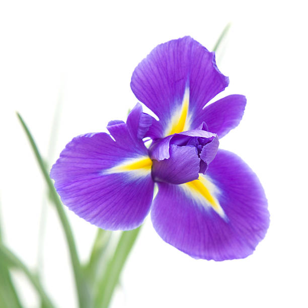 istock beautiful dark purple iris flower 153708044