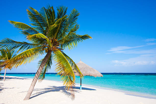 istock wonderful landscape with a palm 153708069