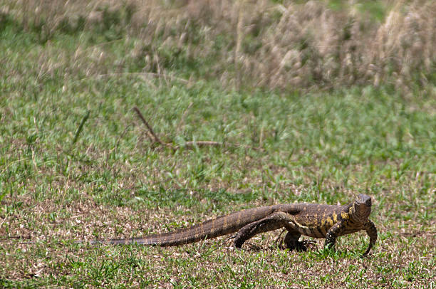 istock Nile Monitor lizard 153708395