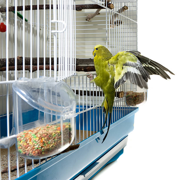 A domestic canary bird landing in his cadge after a flight.