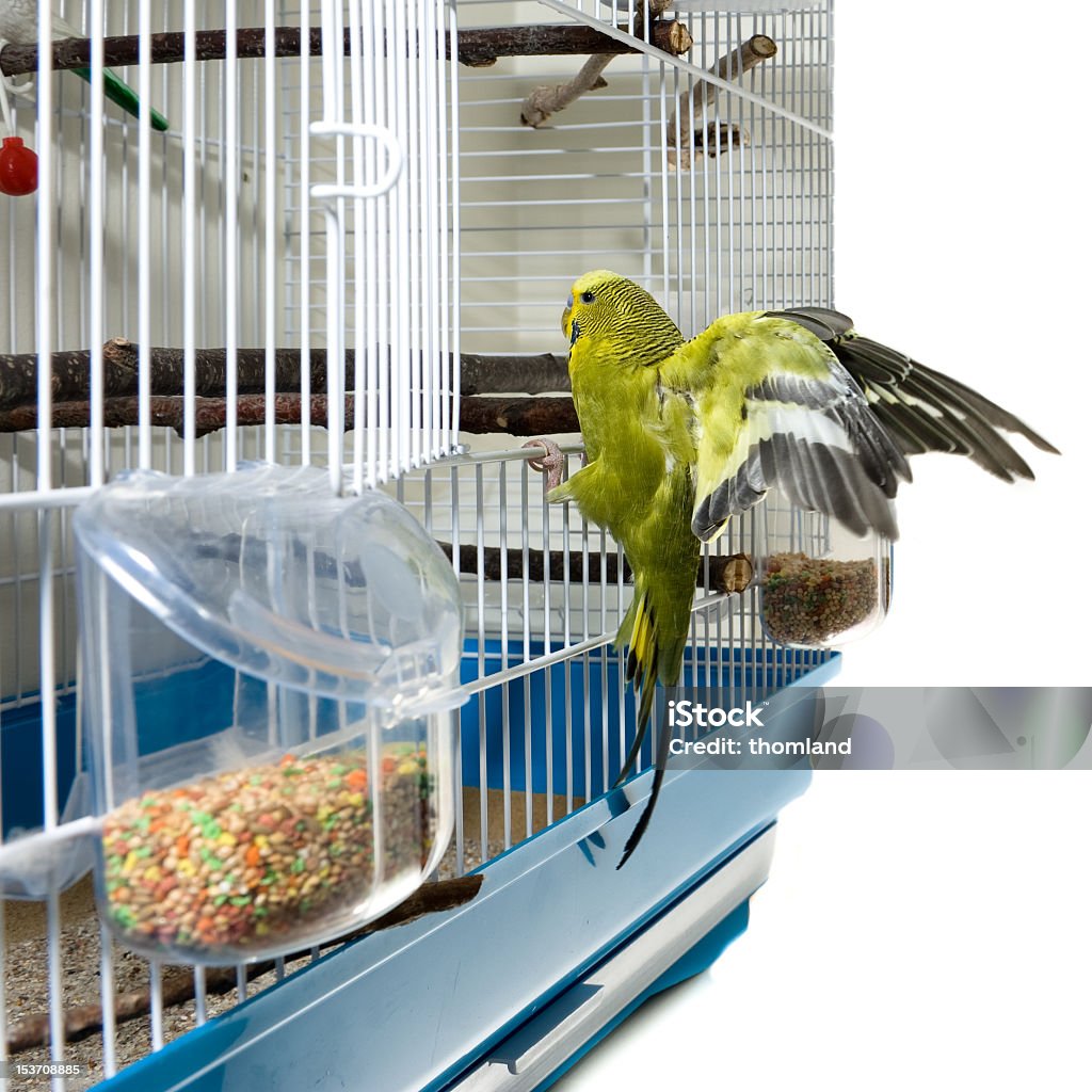 Canary pássaro - Foto de stock de Gaiola - Equipamento para animal de estimação royalty-free