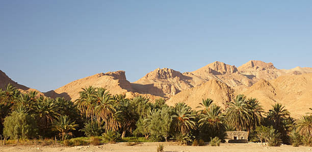 istock Palm Tree in the Tunisian Mountain Oasis 153708886