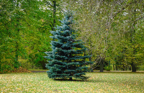 istock Autumn garden in Europe 1537089219