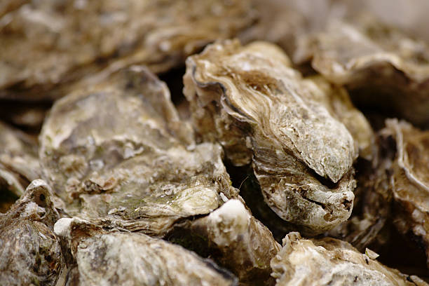 Close-up of oyster shells stock photo