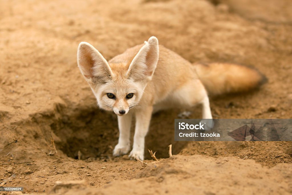 fennec fox fennec fox, also called desert fox Fennec Fox Stock Photo