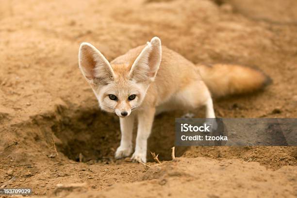 Fennec Fox Stock Photo - Download Image Now - Fennec Fox, Animal, Animal Wildlife