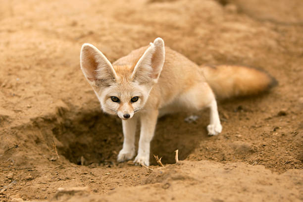 fennec fox - çöl tilkisi stok fotoğraflar ve resimler