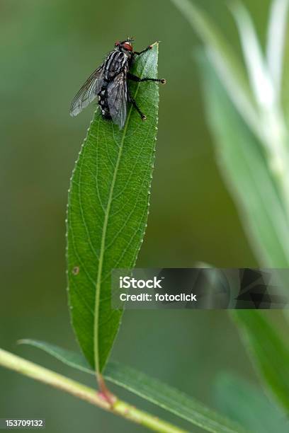 Photo libre de droit de Mouche banque d'images et plus d'images libres de droit de Animal invertébré - Animal invertébré, Faune, Feuille