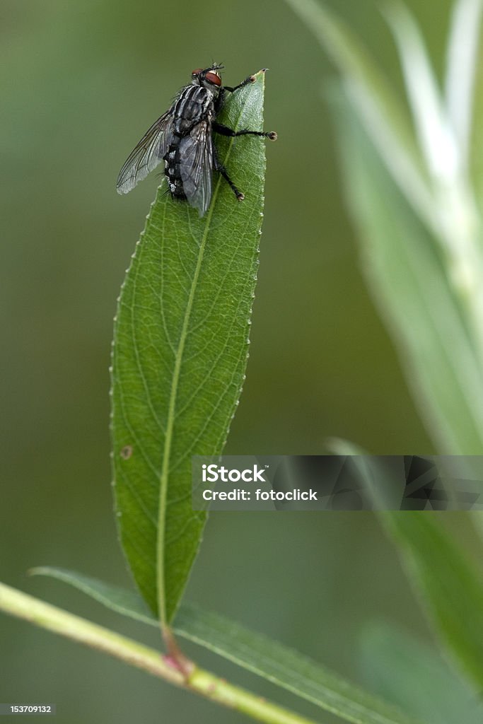 Fly Fly on a green leaf. Animal Stock Photo