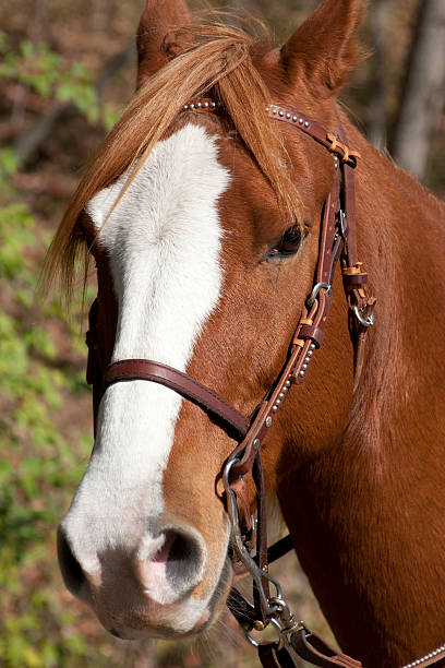 istock Horse with Bridle 153709200