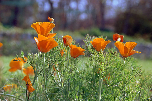 istock yellow poppy in garden 153709568