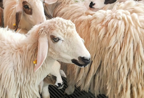 a photography of kuvasz sheep in a pen with their heads turned.