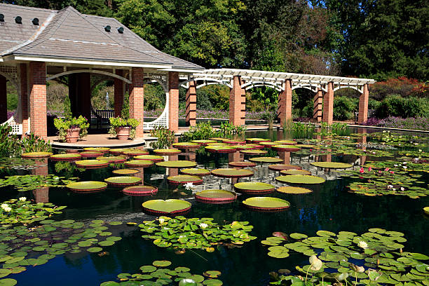 jardines de agua al jardín botánico huntsville - lillypad lily water lily water fotografías e imágenes de stock