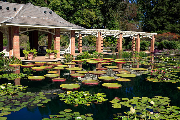 Huntsville Botanical Gardens Water Garden Water Garden at the Huntsville Alabama Botanical Gardens huntsville alabama stock pictures, royalty-free photos & images
