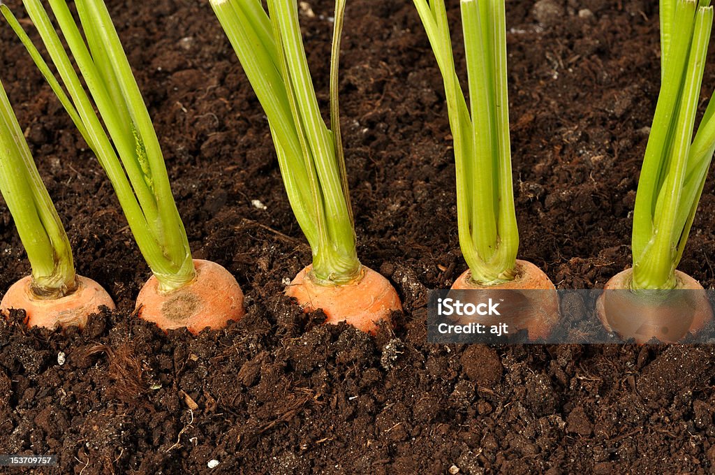 Carrots Macro of five carrots in the garden Agriculture Stock Photo