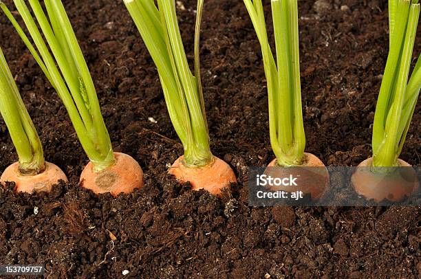 Carrots Stock Photo - Download Image Now - Agriculture, Carrot, Cultivated