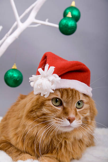 istock Kurilian bobtail in Christmas 153709848