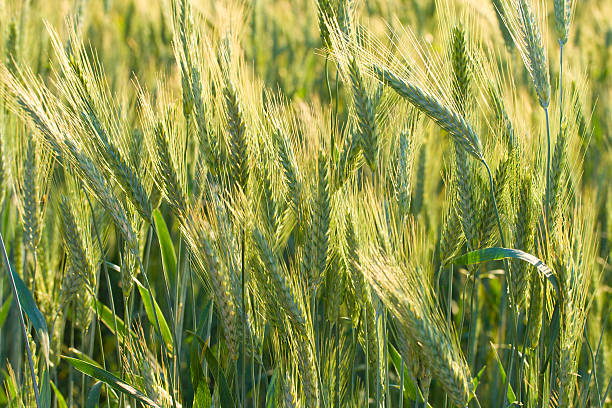 istock close-up ears of wheat 153709883