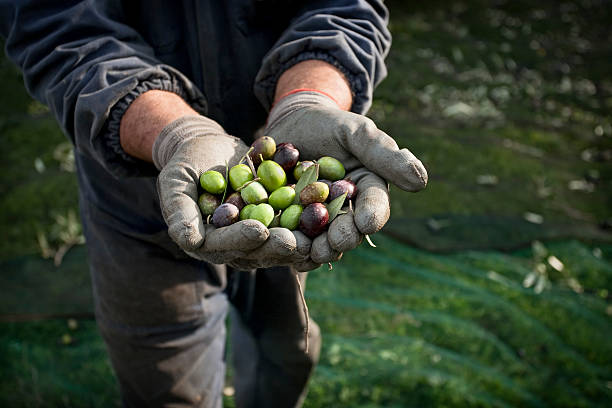 istock Hands Full of Olives during Harvesting 153709976