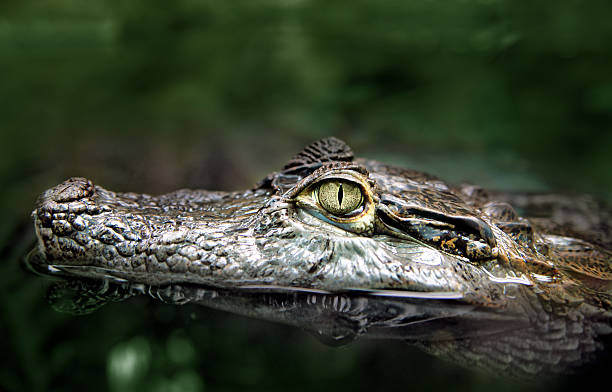 istock Closeup of crocodile swimming 153710060