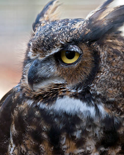 istock portrait of a great horned owl 153710109