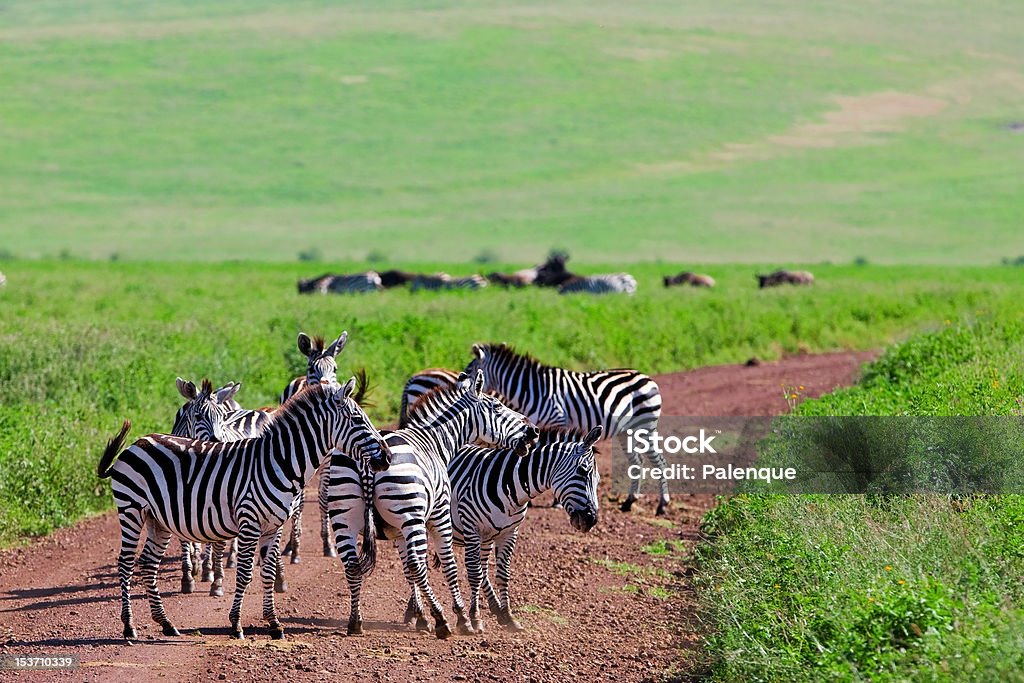 Zebras w Ngorongoro Krater - Zbiór zdjęć royalty-free (Afryka)