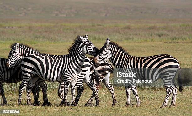 Zebras W Ngorongoro Krater - zdjęcia stockowe i więcej obrazów Afryka - Afryka, Część ciała zwierzęcia, Dzikie zwierzęta