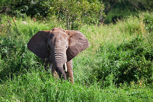 istock African elephant in the Tarangire National Park 153710363