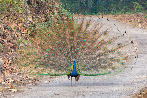 Experience the magic of Indian Peafowl (Peacock) or Pavo cristatus dancing at Jim Corbett National Park, as these majestic birds create a symphony of beauty and grace