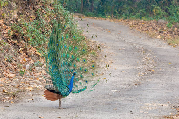 istock Indian Peafowl (Peacock) or Pavo cristatus 1537104041