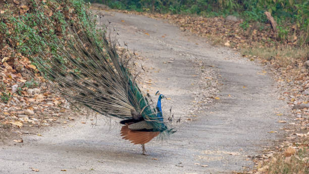 istock Indian Peafowl (Peacock) or Pavo cristatus 1537104042