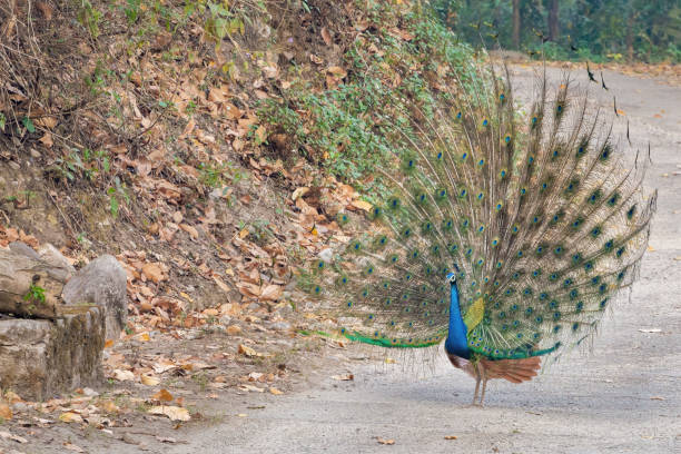 istock Indian Peafowl (Peacock) or Pavo cristatus 1537104043