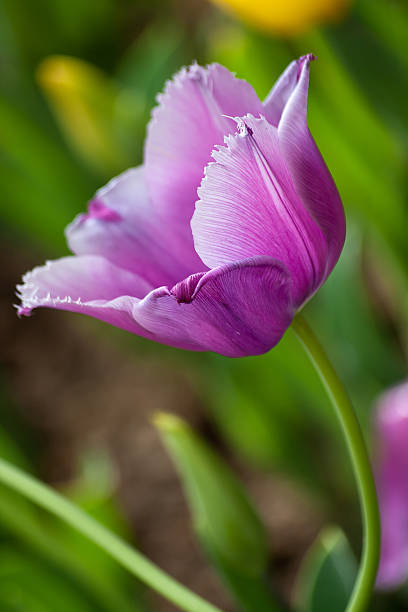violet flower stock photo