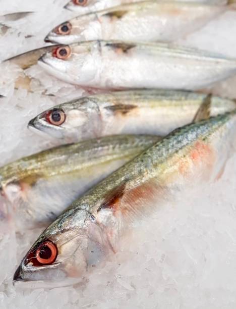 istock a photography of barracoutans on ice in a display case. 1537106090