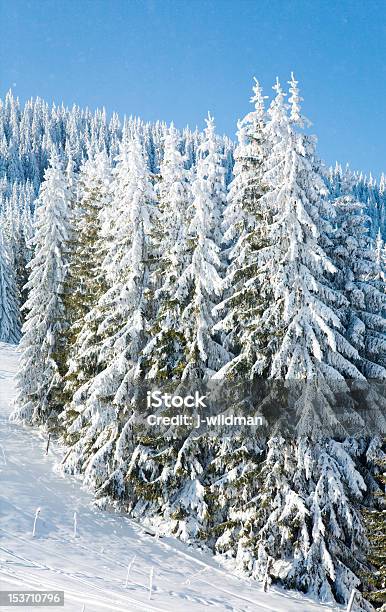 Zima Spruce Drzewa - zdjęcia stockowe i więcej obrazów Bez ludzi - Bez ludzi, Chłodny, Cisza