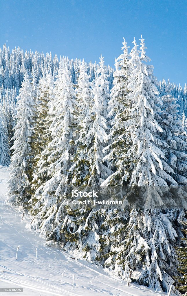 Inverno árvores de abeto - Foto de stock de Azul royalty-free